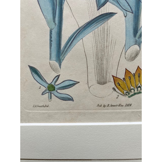Printmaking Materials 19th.century Robert Sweet Botanical Print With Flower Description Page Attached to Back. It Is an Hand Colored Engraving. For Sale - Image 7 of 9