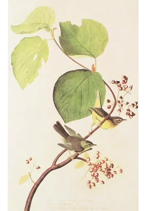 1966 Vintage Cottage Print "Pine Swamp Warbler" After John James Audubon
