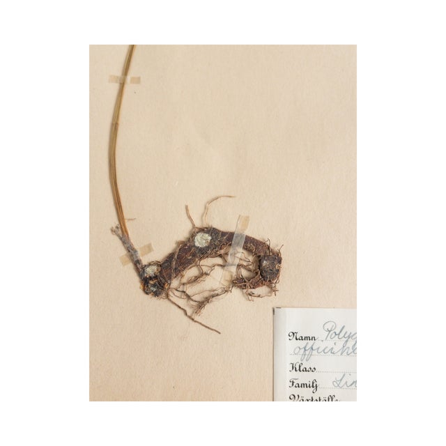 Vintage Swedish Herbarium - Solomon's Seal, Circa 1945 For Sale - Image 4 of 4