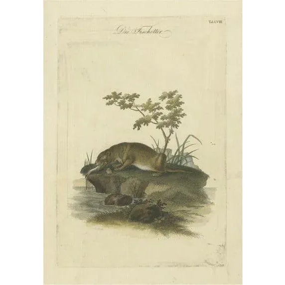The Otters Catch A Masterpiece Engraving from Johann Daniel Meyer, 1750, Print For Sale - Image 10 of 10