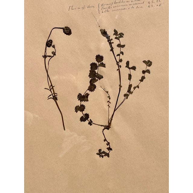 1965 French Herbarium Botanical Specimens – Set of 8 Custom Framed Pressed Botanicals For Sale - Image 17 of 18