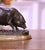 Metal 19th Century French Patinated Bronze Pig Sculpture Signed Jules Moigniez For Sale - Image 7 of 12