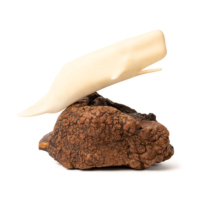 1980s John Perry Studios Large Sperm Whale Sculpture on Burlwood Base For Sale - Image 4 of 7