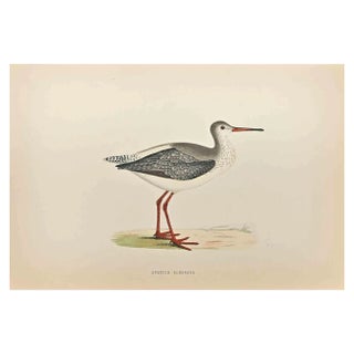 Alexander Francis Lydon, Spotted Redshank, Woodcut Print, 1870 For Sale