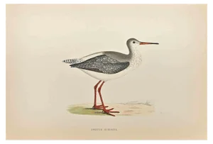 Alexander Francis Lydon, Spotted Redshank, Woodcut Print, 1870