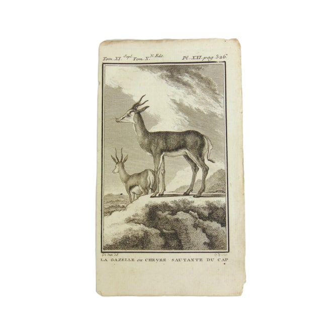 Figurative Set of 5 Antique Copper Plate Engravings Prints Buffon 1782 For Sale - Image 3 of 6