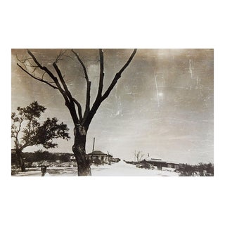 Vintage 1930's Snapshot Spooky Eerie City Street Skeletal Tree Photograph For Sale