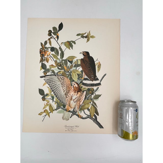 Audubon Bird Print – “Broad Wing Hawk”, 1964 Abrams Folio – Vintage Ornithology Art 1964 print from "The Audubon Folio:...