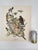Audubon Bird Print – “Broad Wing Hawk”, 1964 Abrams Folio – Vintage Ornithology Art 1964 print from "The Audubon Folio:...