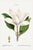 Southern Magnolia, Redouté Botanical Print, 40" X 60" For Sale