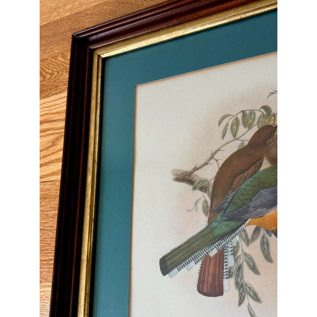 Antique Original John Gould English Bird Print, Framed For Sale - Image 4 of 7