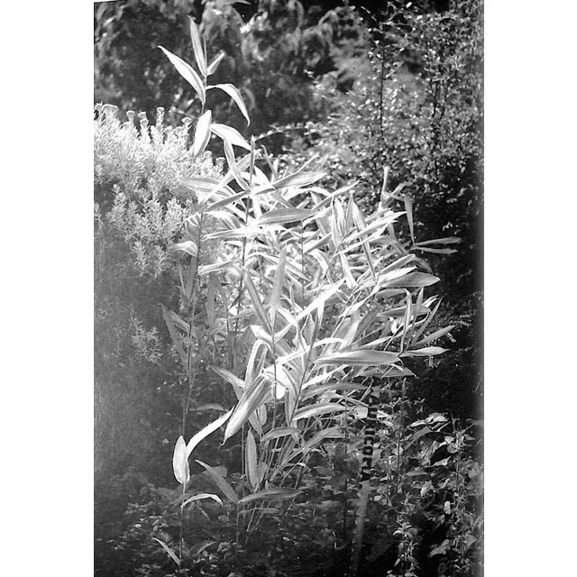 1960s "Bamboos: A Gardener's Guide to Their Cultivation in Temperate Climates" 1968 Lawson, a.h. For Sale - Image 5 of 8