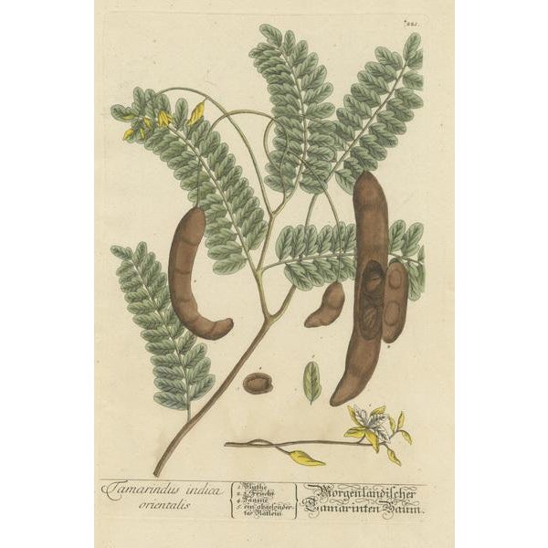 Blackwell, Tamarind Tree, Print For Sale - Image 3 of 6