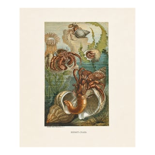 1890 Hermit Crabs Chromolithograph by Selmar Hess | Original Antique Marine Life Print For Sale