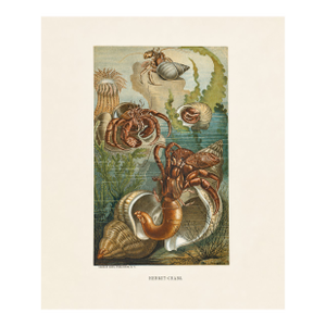 1890 Hermit Crabs Chromolithograph by Selmar Hess | Original Antique Marine Life Print