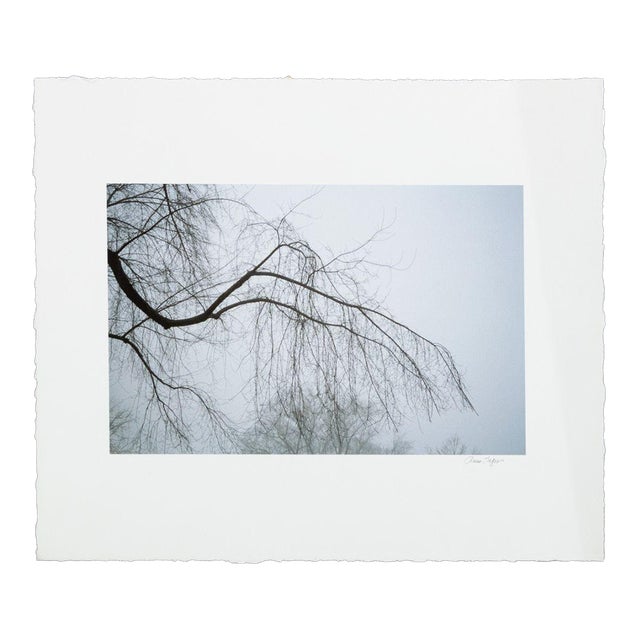 Anne Sager Forest in Fog Color Photograph Print For Sale