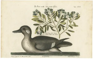 Small Brown and White Duck with Botanical Detail, 1770, Paper