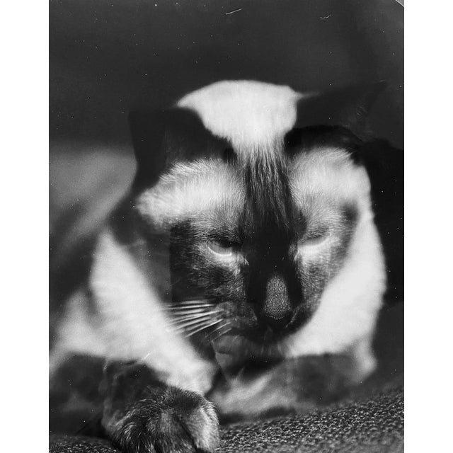 René-Jacques, Kodak (The Photographer’s Cat), 1935, Silver Print For Sale - Image 4 of 4