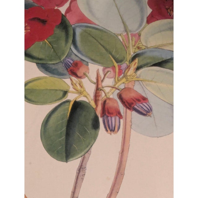 Victorian Large 1849 First Edition Sir j.d. Hooker Himalayan Botanical Print - Framed Antique Red Rhododendron Folio Lithograph For Sale - Image 3 of 8