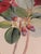 Victorian Large 1849 First Edition Sir j.d. Hooker Himalayan Botanical Print - Framed Antique Red Rhododendron Folio Lithograph For Sale - Image 3 of 8