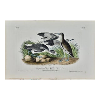 Audubon Willet or Stone Curlew: A First Octavo Edition Audubon Hand-Colored Lithograph, 1840 For Sale