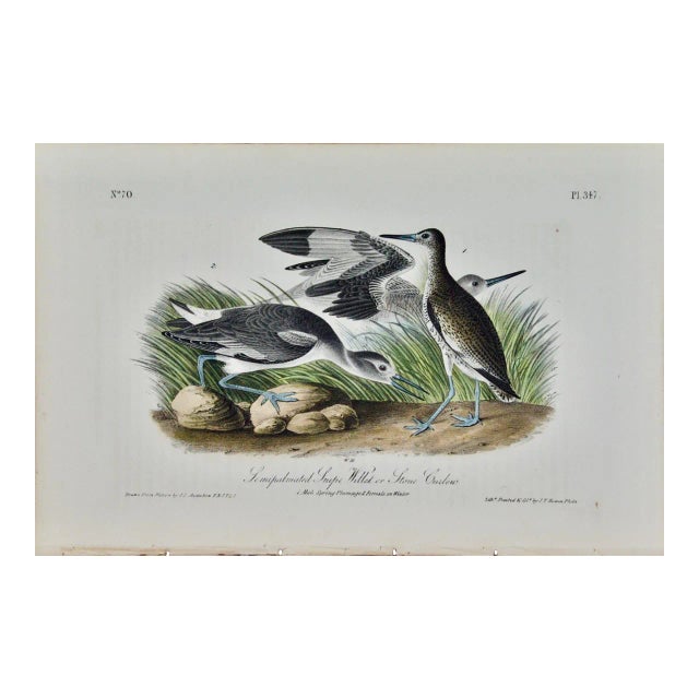 Audubon Willet or Stone Curlew: A First Octavo Edition Audubon Hand-Colored Lithograph, 1840 For Sale