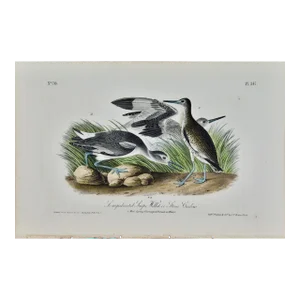 Audubon Willet or Stone Curlew: A First Octavo Edition Audubon Hand-Colored Lithograph, 1840
