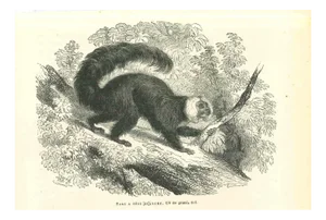 Paul Gervais, The Monkey, 1854, Lithograph