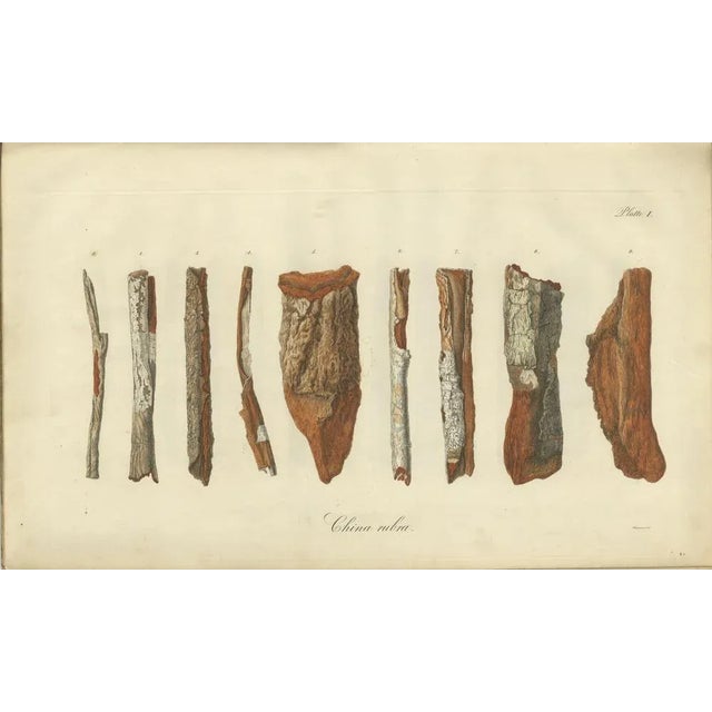Black Cinchona Bark Varieties A Hand-Colored Illustrated Botanical Atlas, 1826 For Sale - Image 8 of 16