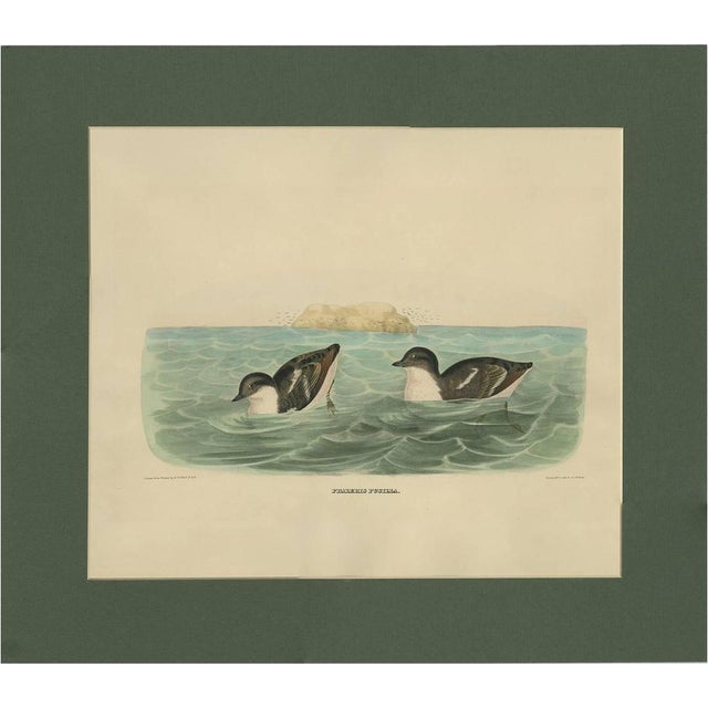 After D. G. Elliot, Bird Illustration of Least Auk, 1869, Print For Sale - Image 9 of 9