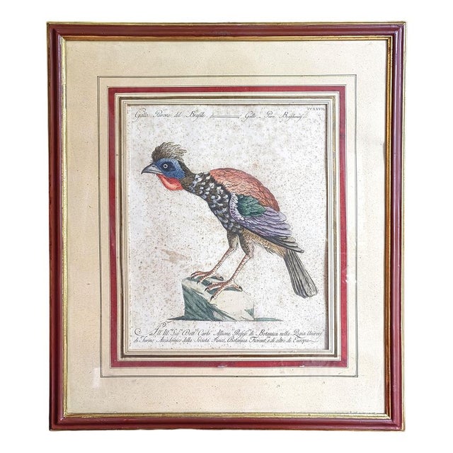 Saverio Manetti, Gallo Pavone del Brasile, 20th Century, Print, Framed For Sale - Image 13 of 13