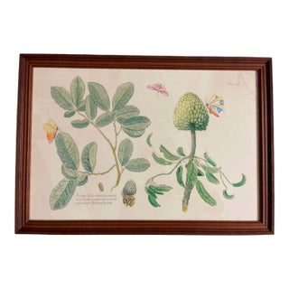 Mark Catesby "The Sweet Sop Tree" Framed Botanical Print For Sale