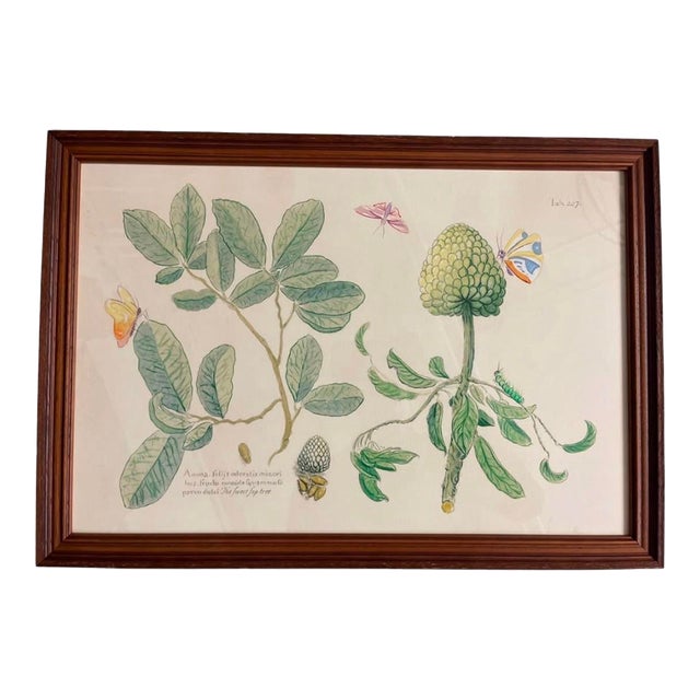 Mark Catesby "The Sweet Sop Tree" Framed Botanical Print For Sale