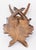 Antique Black Forest Roe Deer Antlers Hunting Trophy Mount For Sale In Houston - Image 6 of 7