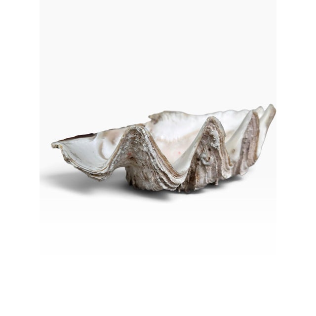 Vintage Natural Giant Clam Shell – 11.5” Scalloped Coastal Specimen Bowl For Sale In Miami - Image 6 of 7