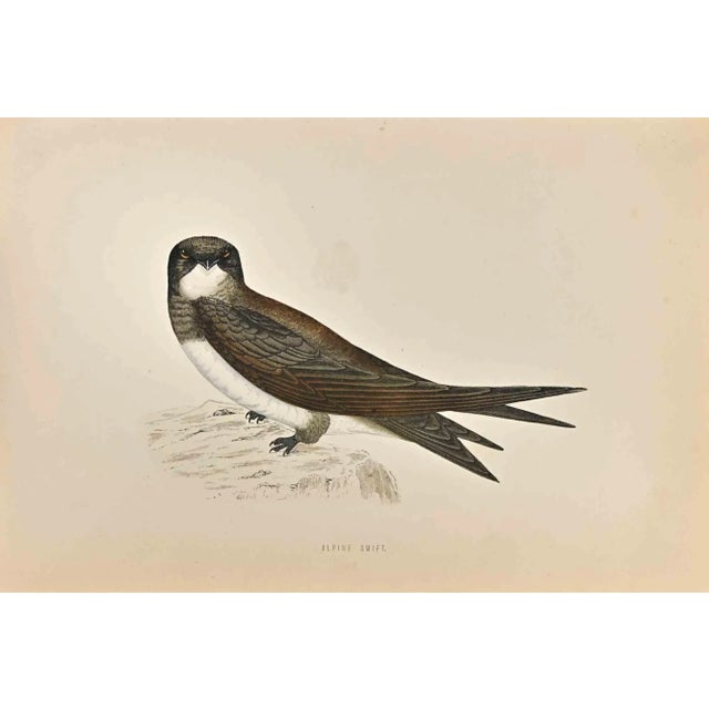 Alpine Swift is a modern artwork realized in 1870 by the British artist Alexander Francis Lydon (1836-1917) . Woodcut...
