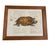 This striking vintage framed print captures the timeless allure of classical 18th- and 19th-century scientific...