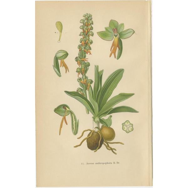 1900 - 1909 The Orchids of Müllers, 1904, Paper, Set of 4 For Sale - Image 5 of 6