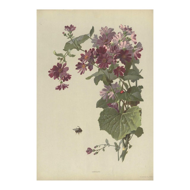 1880 Antque French Chromolithograph Botanical For Sale