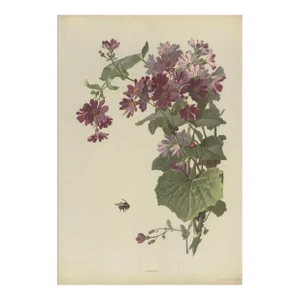 1880 Antque French Chromolithograph Botanical