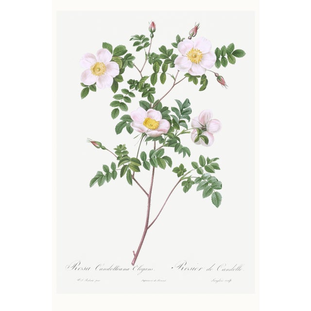 White Rose, Vintage Botanical Art Print Reproduction by Pierre-Joseph Redouté, 24" X 36" For Sale