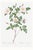 White Rose, Vintage Botanical Art Print Reproduction by Pierre-Joseph Redouté, 24" X 36" For Sale