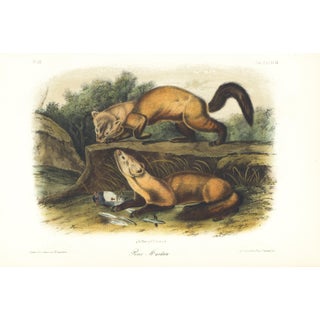 1854 Audubon Quadruped Octavo Lithograph "Plate 138 Pine Marten" For Sale