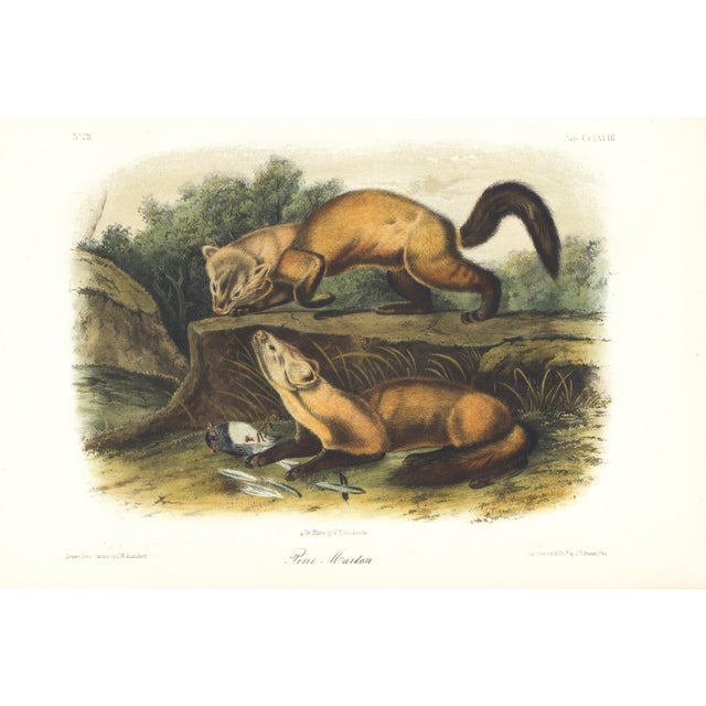 1854 Audubon Quadruped Octavo Lithograph "Plate 138 Pine Marten" For Sale