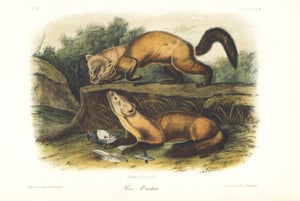 1854 Audubon Quadruped Octavo Lithograph "Plate 138 Pine Marten"