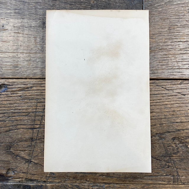 French Antique 18th Century "Le Bengali" Bird Engraving Hand Colored Artwork For Sale - Image 9 of 9