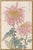 Two Pink Chrysanthemums by Hasegawa, Vintage Japanese Botanical Art Print, 16" X 24" For Sale In Buffalo - Image 6 of 9