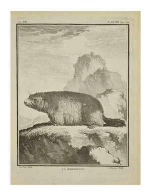 Jean Charles Baquoy, La Marmotte, Etching, 1771