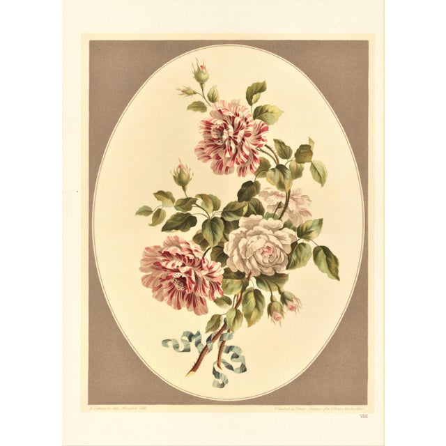 Botanical Lithograph -Roses For Sale