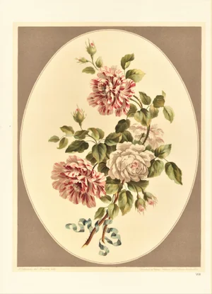 Botanical Lithograph -Roses